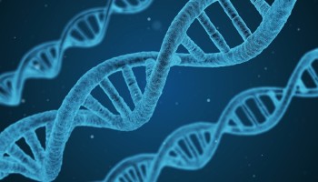Academici waarschuwen voor deregulering genetische manipulatie