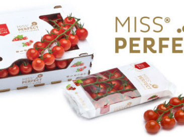 Glastuinbouwbedrijf uit Merksplas bekroond door Trends