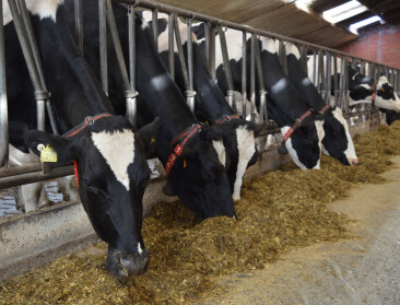 Onderzoek WUR: kan lager eiwitrantsoen melkvee helpen in stikstofcrisis?
