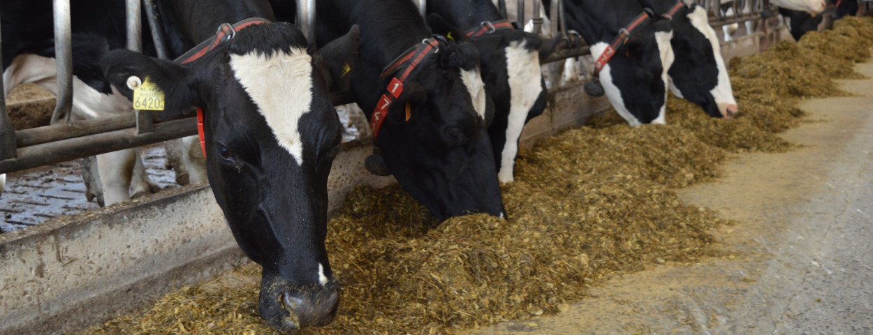 runderen voer voeder melkvee koe