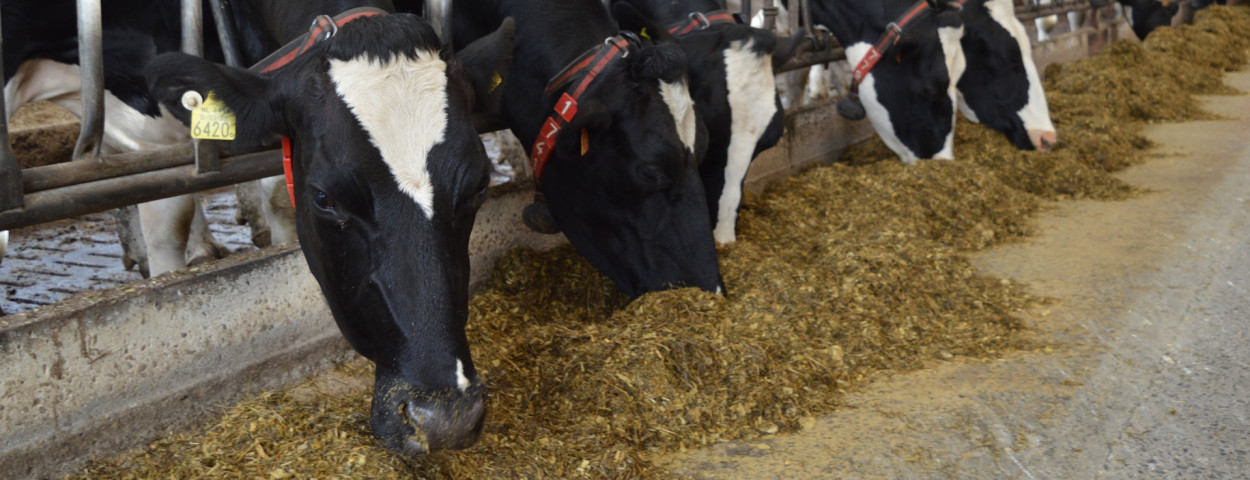 runderen voer voeder melkvee koe