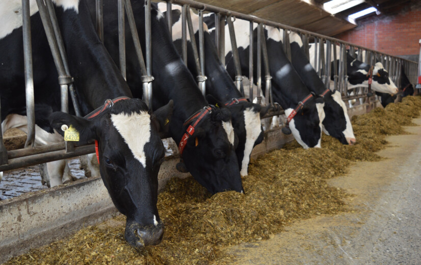 Onderzoek WUR: kan lager eiwitrantsoen melkvee helpen in stikstofcrisis?