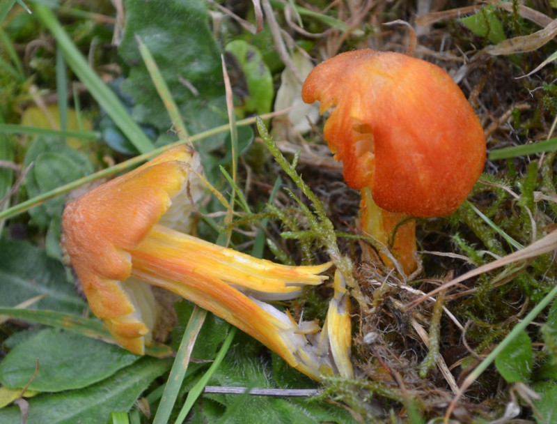 schimmels Hygrocybe intermedia