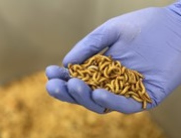 Startende insectenteelt in Europa komt tot stilstand