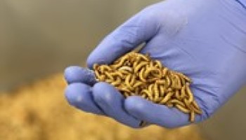 Startende insectenteelt in Europa komt tot stilstand