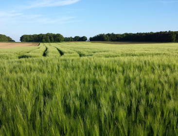 Landbouwvooruitzichten tot 2035: kijk mee in de glazen bol van de EU