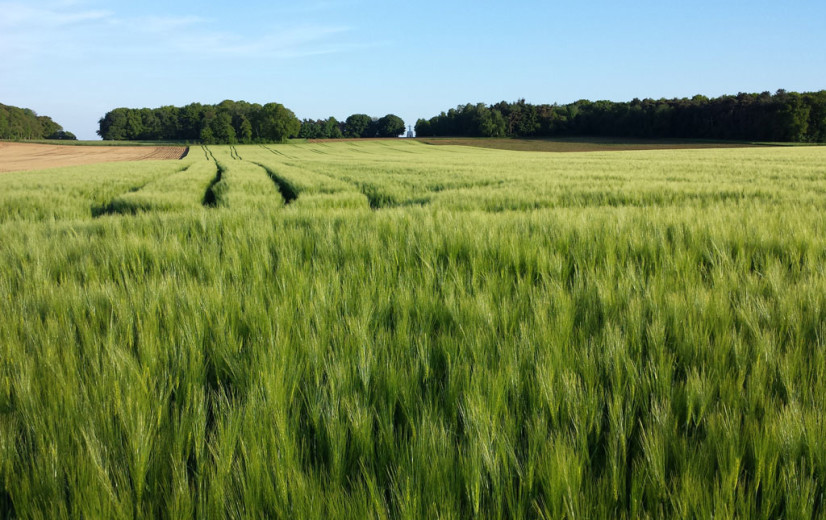Meer zomergraan en korrelmaïs uitgezaaid, contractteelten verliezen terrein
