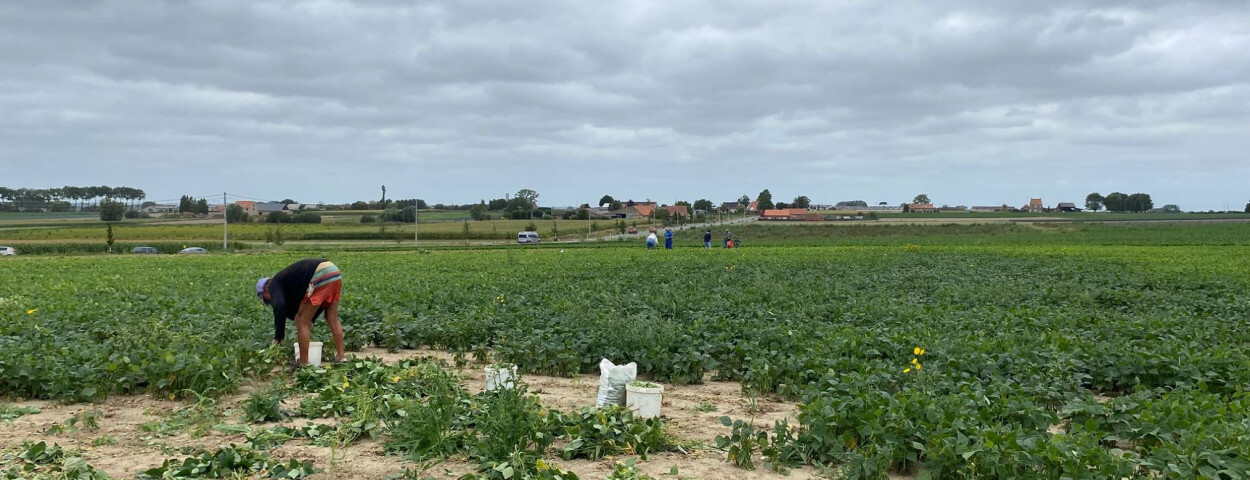 Gratis_boontjes_Horafrost1