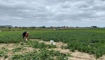 Landbouwkoppel uit Diksmuide geeft 28 ton boontjes gratis weg na brand bij Horafrost