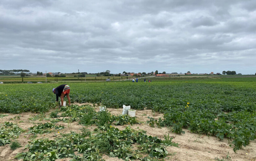 Landbouwkoppel uit Diksmuide geeft 28 ton boontjes gratis weg na brand bij Horafrost