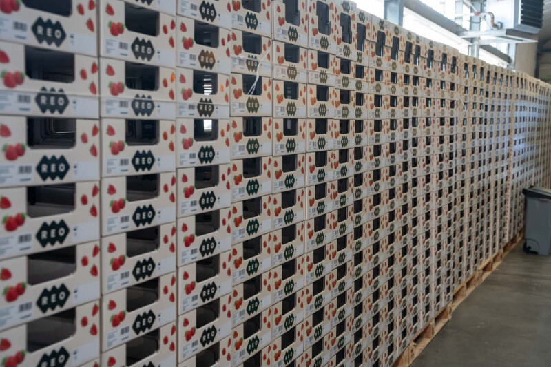 REO verpakking nieuw