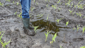 Regenweer verandert duchtig koers teeltkeuze in Vlaamse akkerbouw