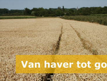 Voor de mechanisatie was graanoogst werk van lange adem