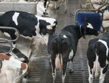 Eerste Vlaamse Raad voor Dierenwelzijn opgericht 