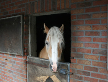 Nieuw kwaliteitslabel voor paardenbedrijven is in trek
