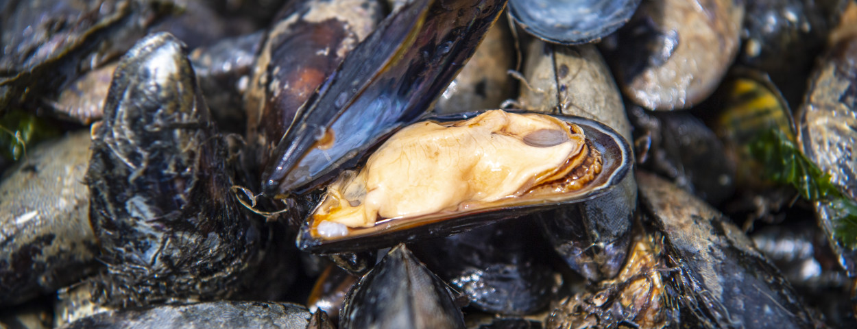 gevulde mossel
