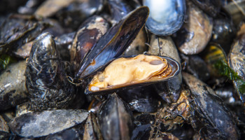Zeeuwen halen eerste oogst mosselen boven water