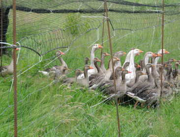 Invasieve planten en dieren jagen Lage Landen op kosten