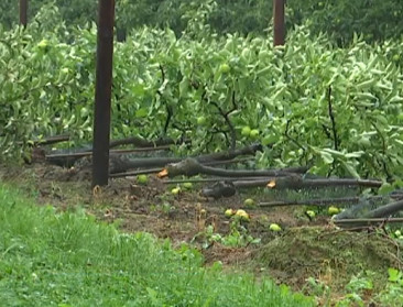 Aan hitte komt eind met stormschade voor fruittelers