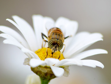 Brugge en Izegem mogen zich jaar lang ‘Bijenvriendelijkste Gemeente’ noemen