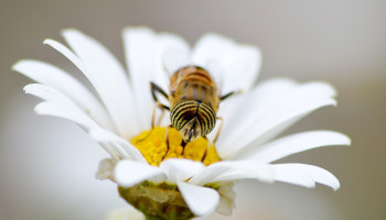 Brugge en Izegem mogen zich jaar lang ‘Bijenvriendelijkste Gemeente’ noemen