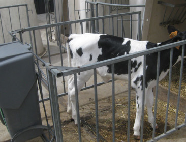 Opfok van jongvee kost melkveehouder steeds meer centen