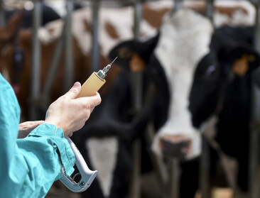 Vaccinatieverbod tegen IBR uitgesteld tot 1 november 2027