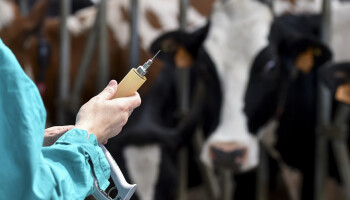 Vaccinatieverbod tegen IBR uitgesteld tot 1 november 2027