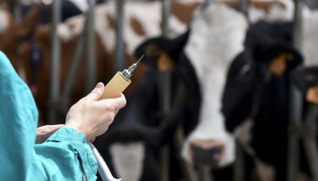 Clarinval anticipeert op uitbraak nodulaire dermatose en legt vaccinvoorraad aan