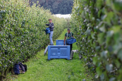 Fruitteelt Paesmans