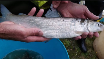Uitgestorven vis duikt opnieuw op in Schelde door “betere waterkwaliteit”