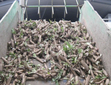 Witloofwortels nieuwe grondstof circulaire economie?