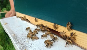 Europees burgerinitiatief voor bijen overschrijdt kaap van miljoen handtekeningen