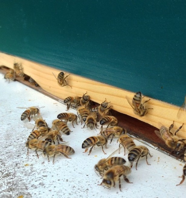 Europees burgerinitiatief voor bijen overschrijdt kaap van miljoen handtekeningen