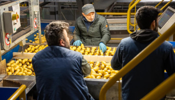 Pomuni heeft wind in de zeilen na moeilijke opstart geautomatiseerde aardappelfabriek