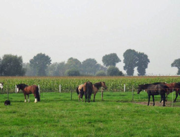 "Nuance over cadmium in paardenvlees is op zijn plaats"
