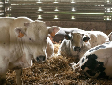 BovINE wil vleesveehouderij sneller verduurzamen