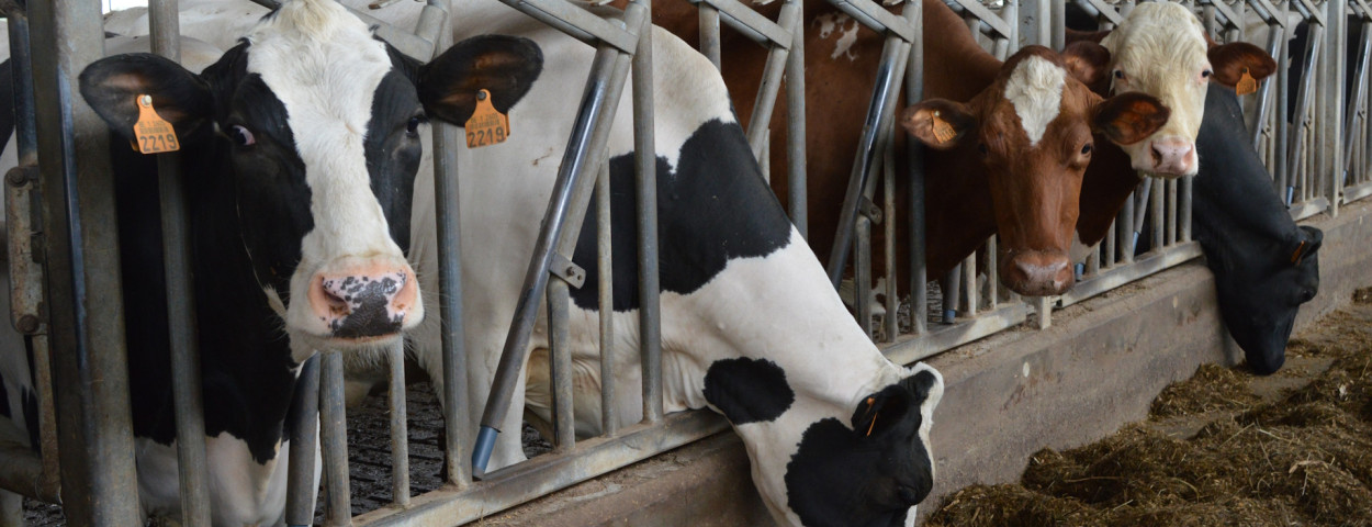 melkkoeien - Ruben De Keyzer