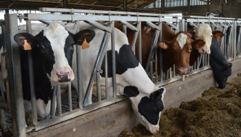 Provincie West-Vlaanderen stimuleert PAS-klare oplossingen voor de stikstofproblematiek