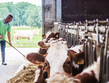 Colruyt biedt Inex-melkveehouders stabiele melkprijs