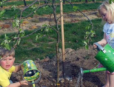 Fruittelers lanceren adoptieformule voor fruitbomen
