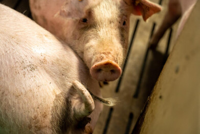 Varkens met staarten
