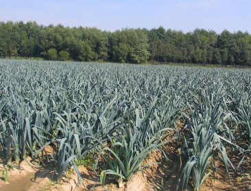 Bloemen als wapen tegen trips in de preiteelt