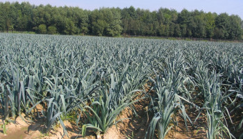 Bloemen als wapen tegen trips in de preiteelt