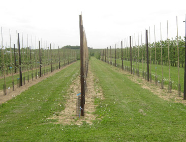 Snoeihout vindt hoogwaardig hergebruik in boomgaard