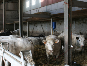 "Vietnam wil snel akkoord import Belgisch rundvlees"