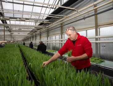 Minder tulpen beschikbaar, maar VLAM-pluktuin in Antwerpen zal goed gevuld zijn