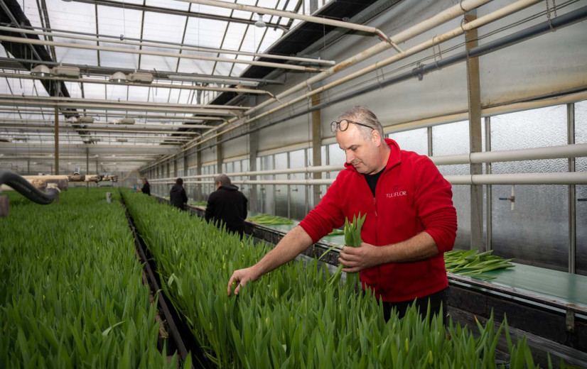 Minder tulpen beschikbaar, maar VLAM-pluktuin in Antwerpen zal goed gevuld zijn