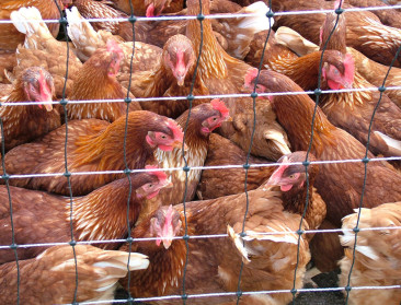 Nieuwe uitbraken van vogelgriep in Evergem en op bedrijf met 300.000 leghennen in Nederlands-Limburg