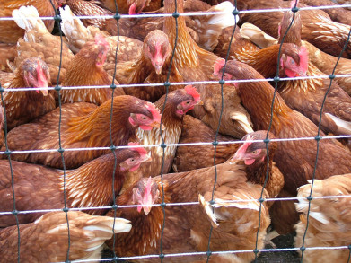 Nieuwe uitbraken van vogelgriep in Evergem en op bedrijf met 300.000 leghennen in Nederlands-Limburg